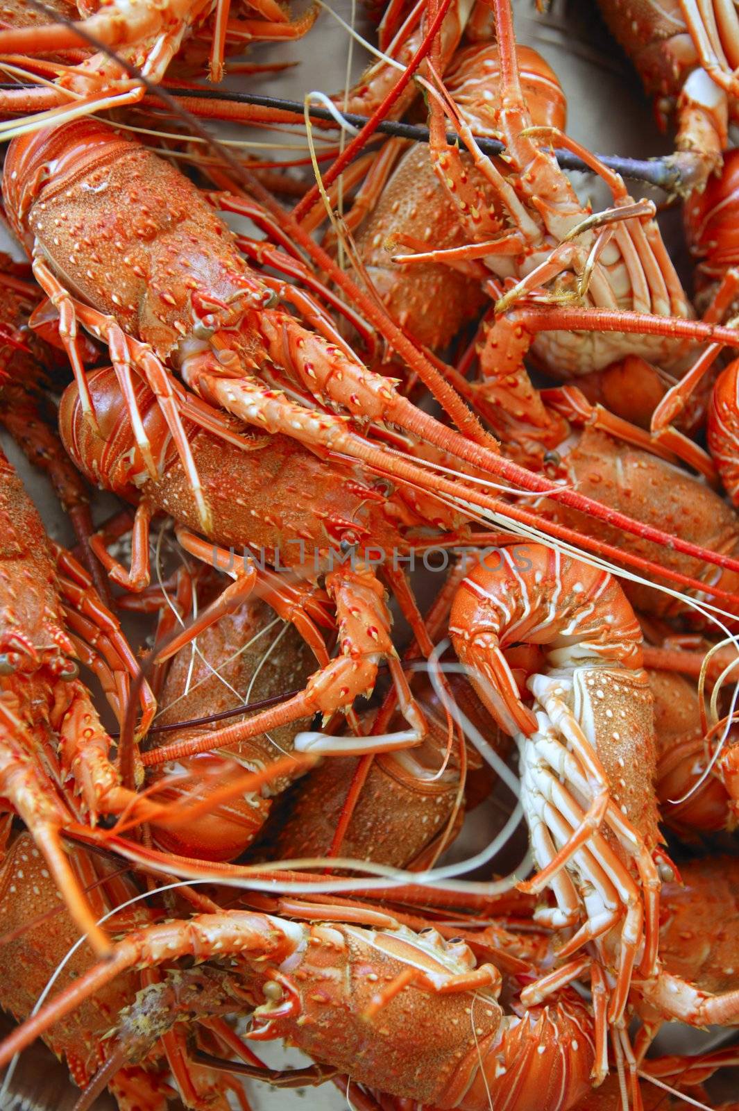 Background made of orange fresh shrimp seafood