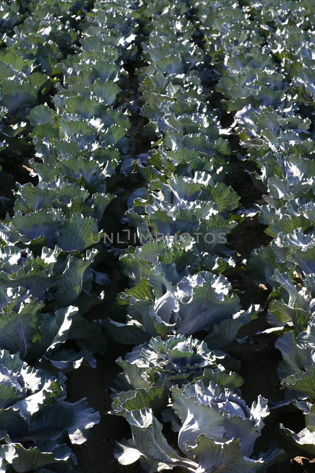 Agriculture in Spain, cabbage cultivation by lunamarina