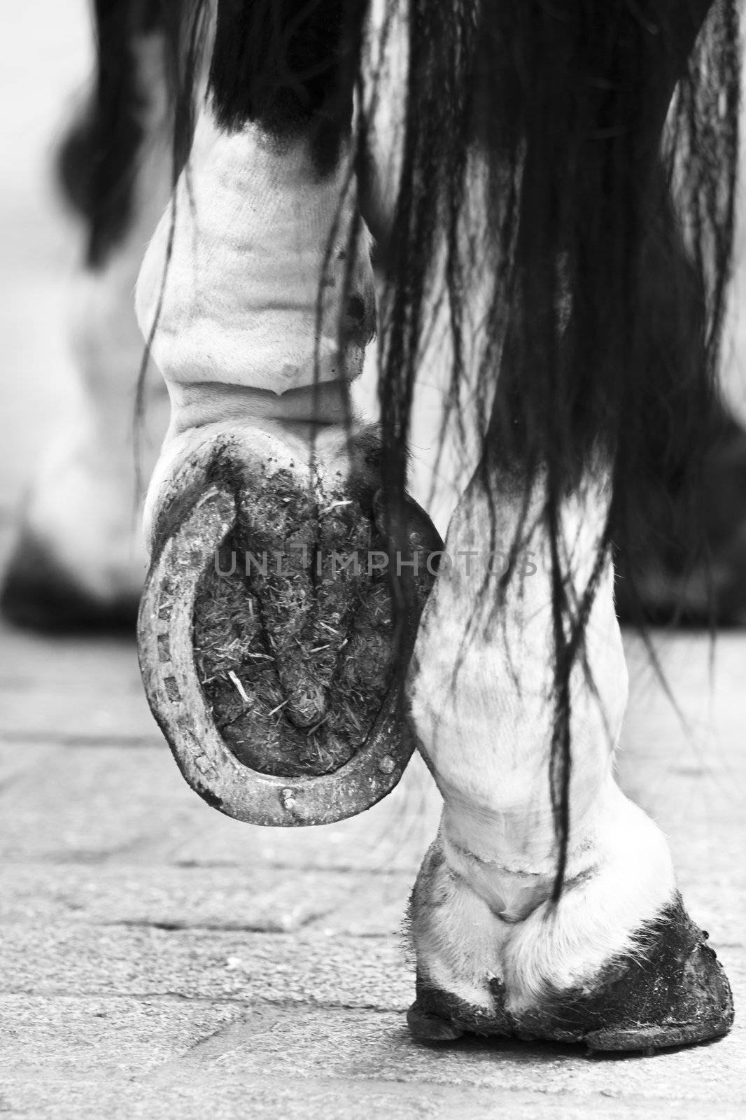 Black and white close up of the horseshoe.