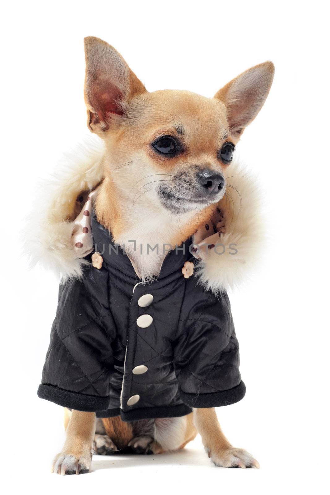 purebred chihuahua dressed in front of white background