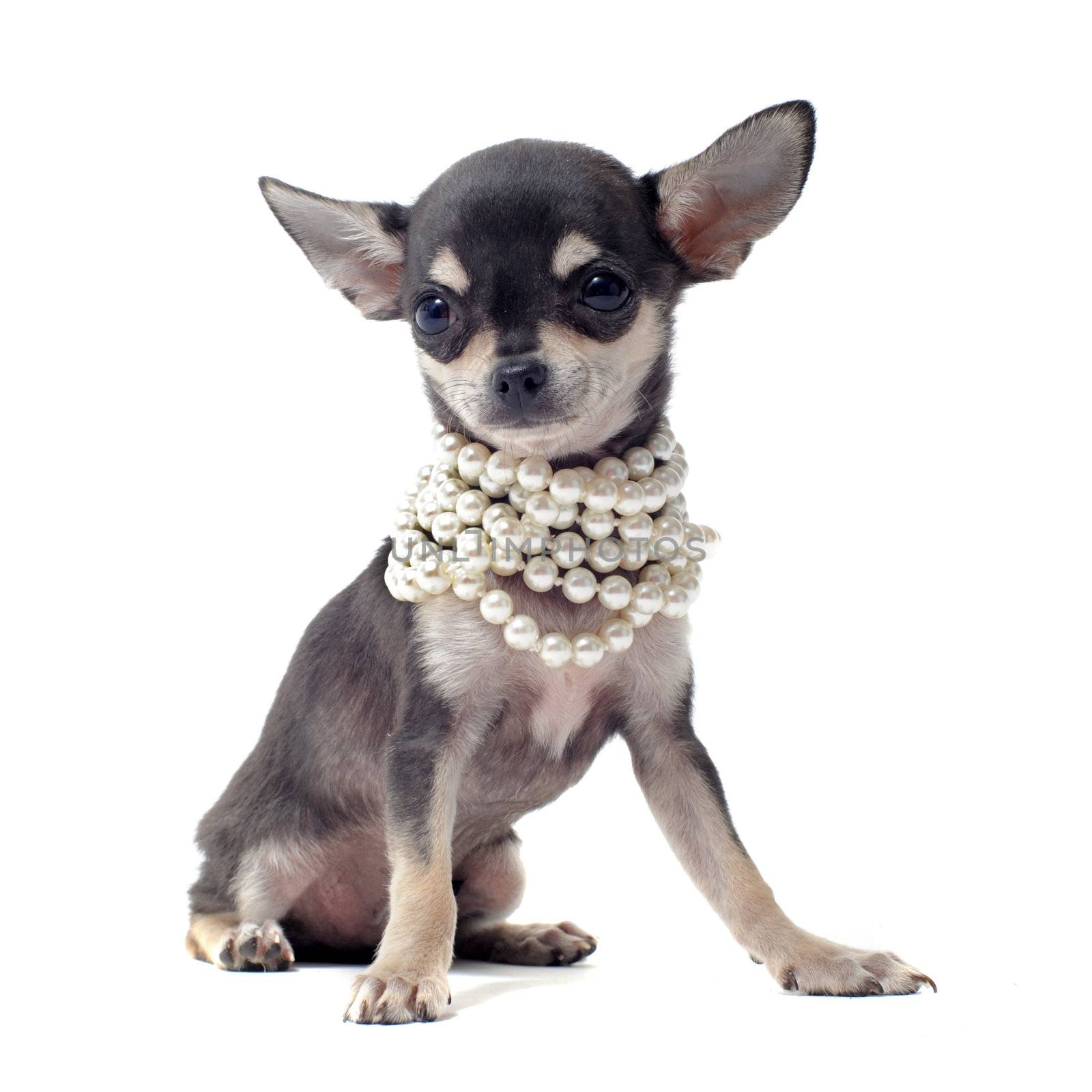 portrait of a cute purebred puppy chihuahua with pearl collar in front of white background