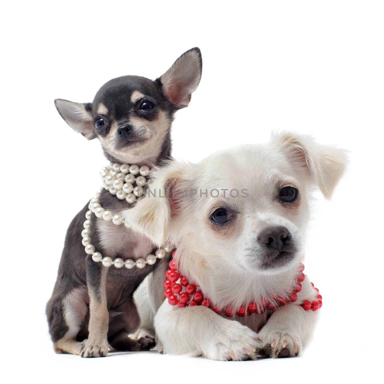 chihuahuas with pearl collar by cynoclub