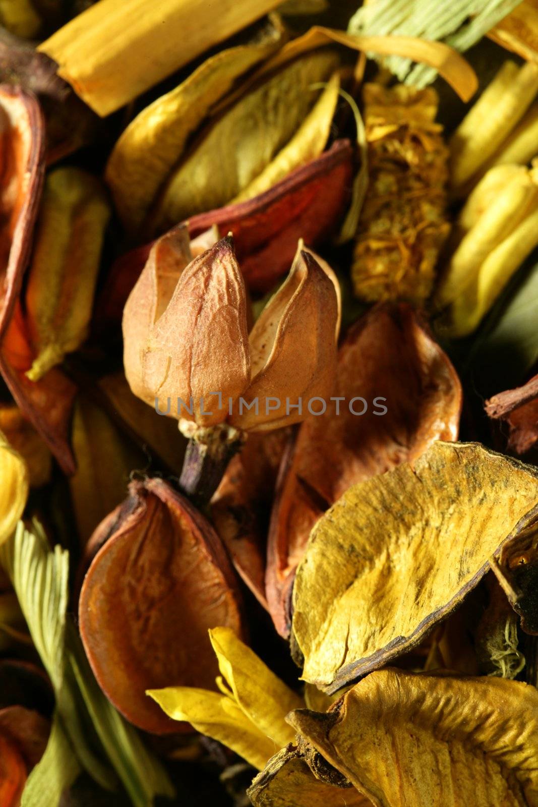 Dried natural oriental flowers in yellow, golden and orange colors