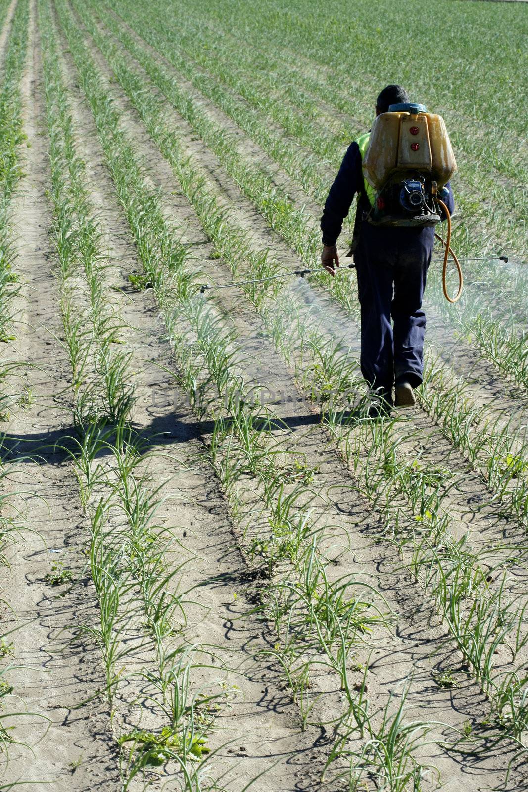 Chemical human application, onion fields. Classic old traditional hand equipment