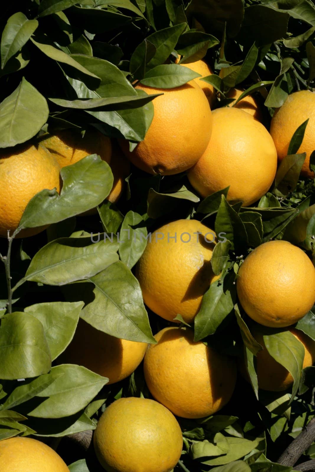 Orange trees in Spain with oranges growing in sunny mediterranean day