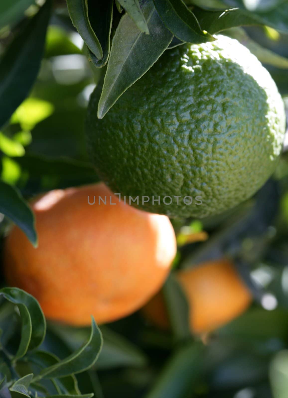 Orange trees in Spain with oranges growing in sunny mediterranean day
