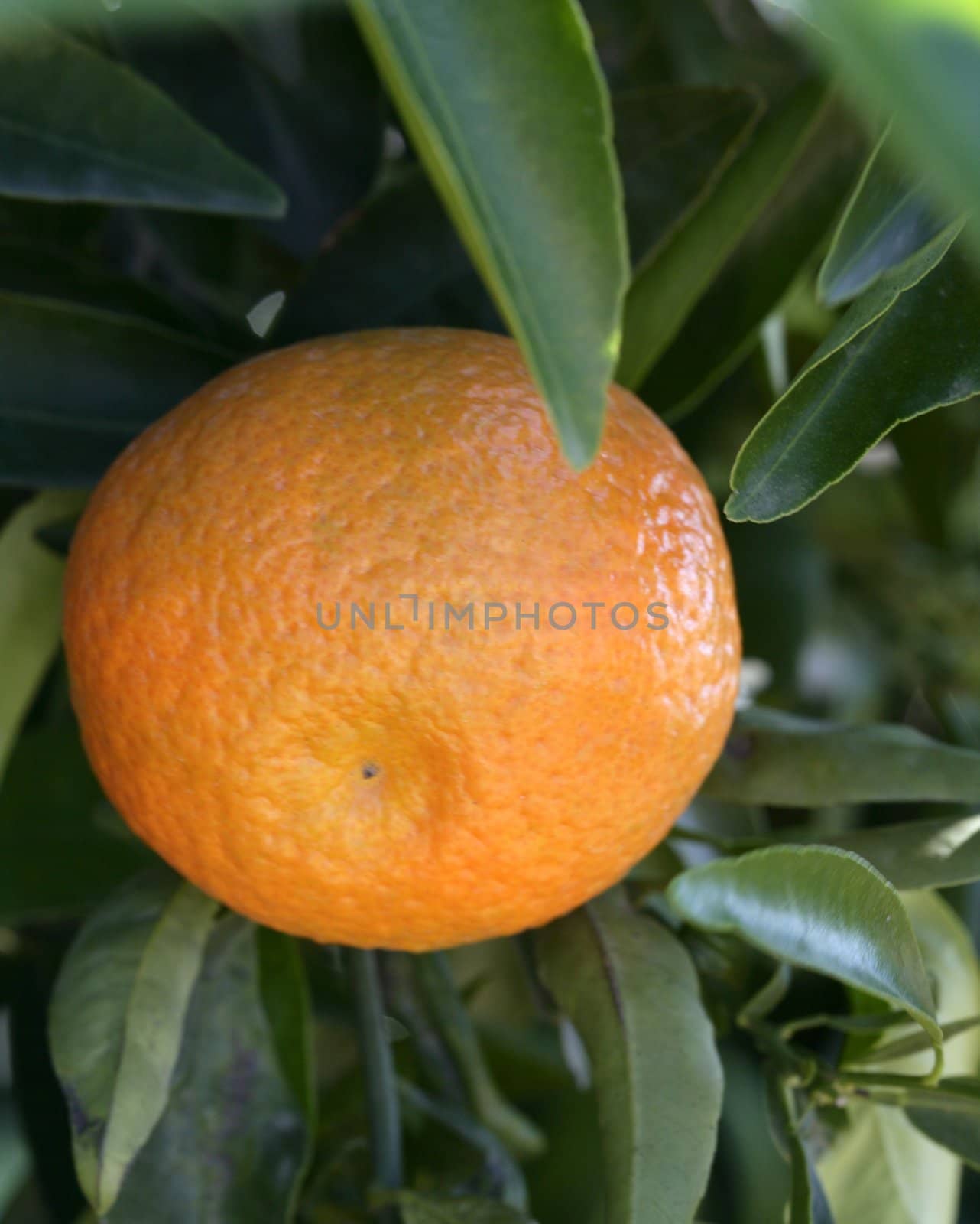 Orange trees in Spain with oranges growing in sunny mediterranean day