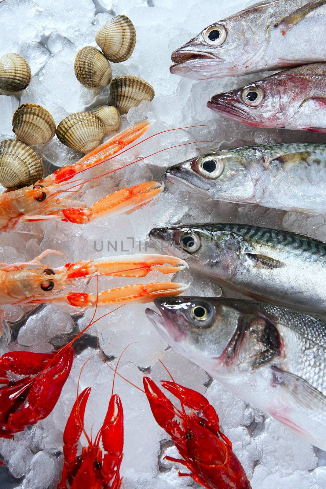 Seabass, mackerel, hake fish, nephrops, crabs and clams seafood