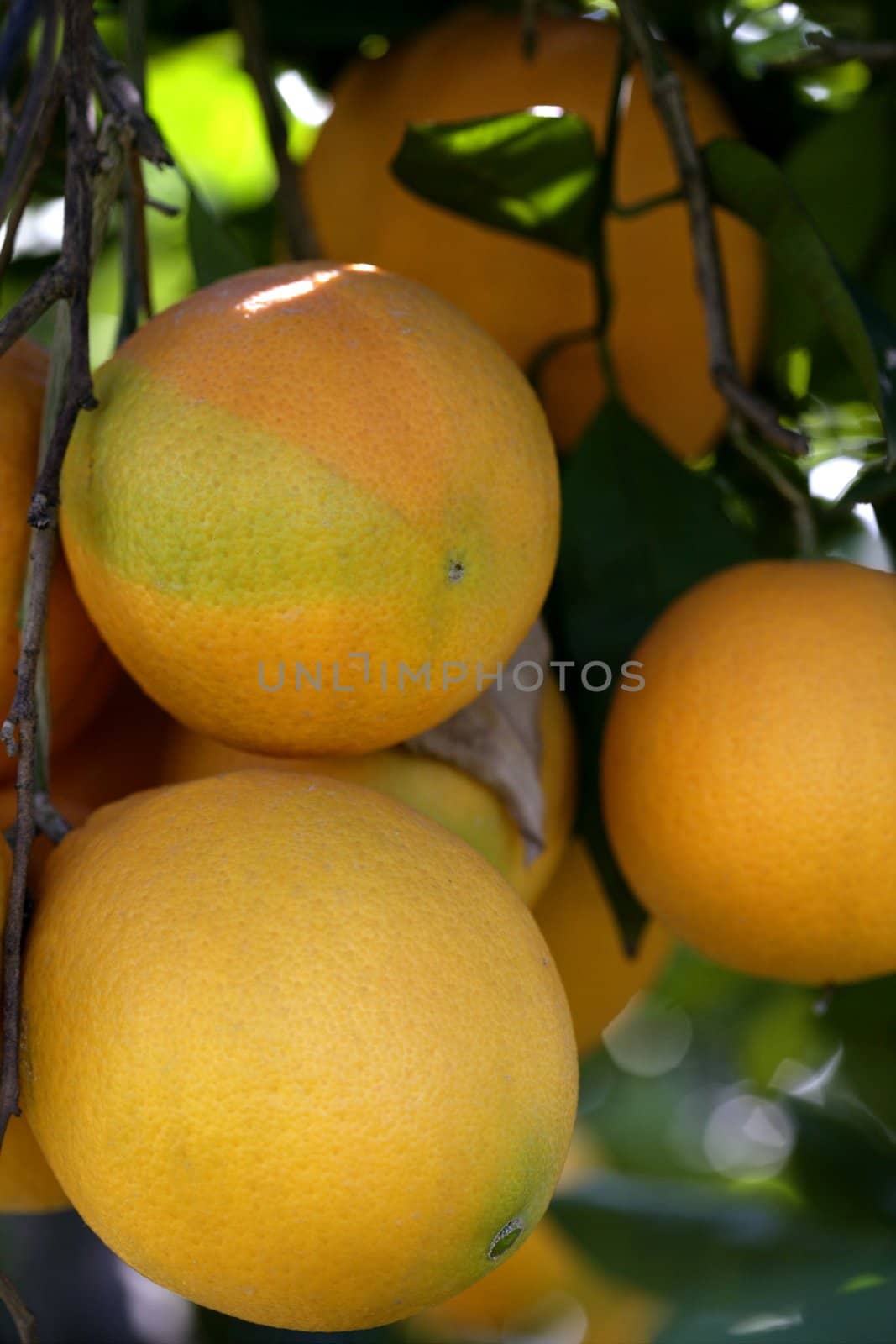 Orange trees with oranges by lunamarina