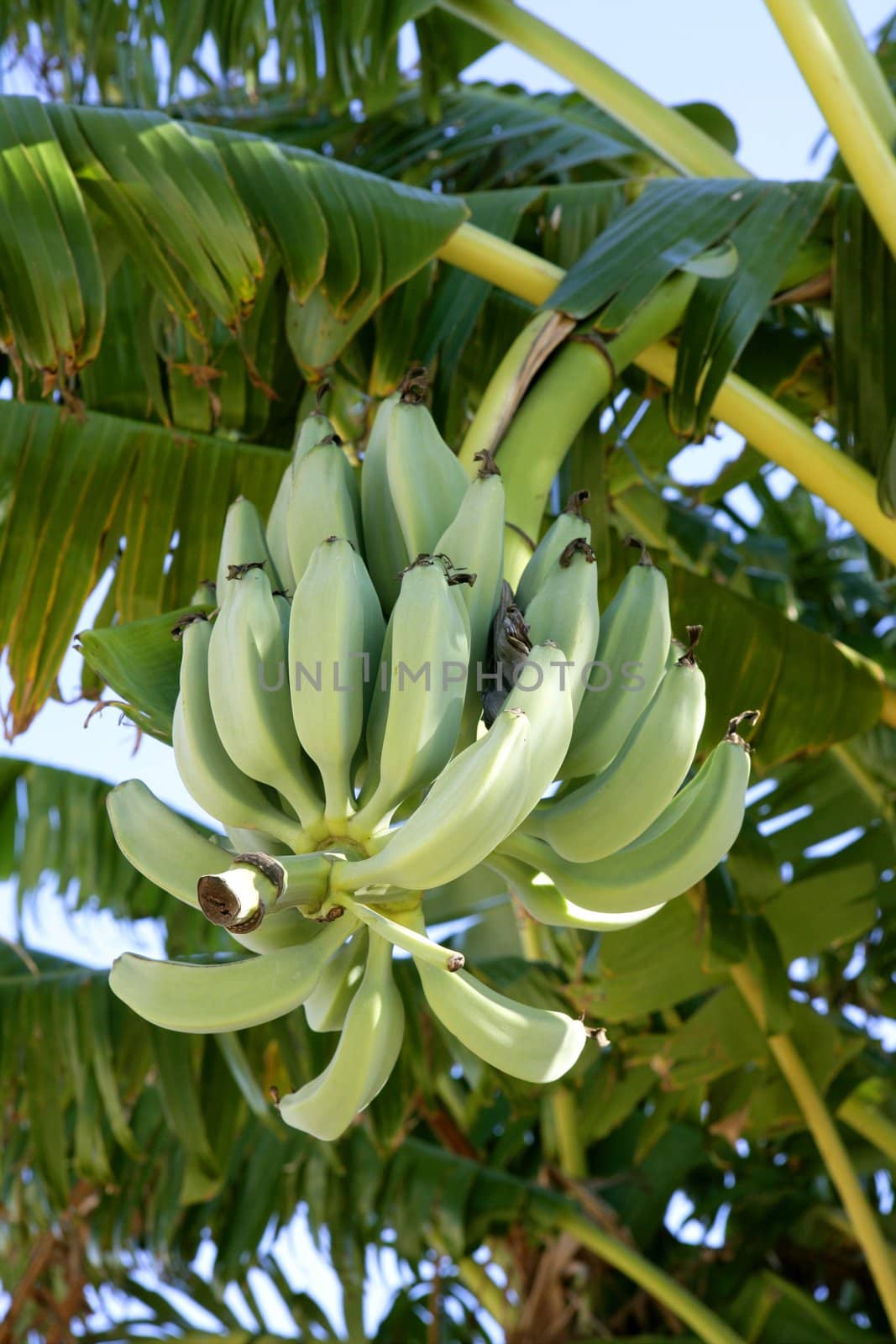 Bananas growing from tree, still in green color by lunamarina