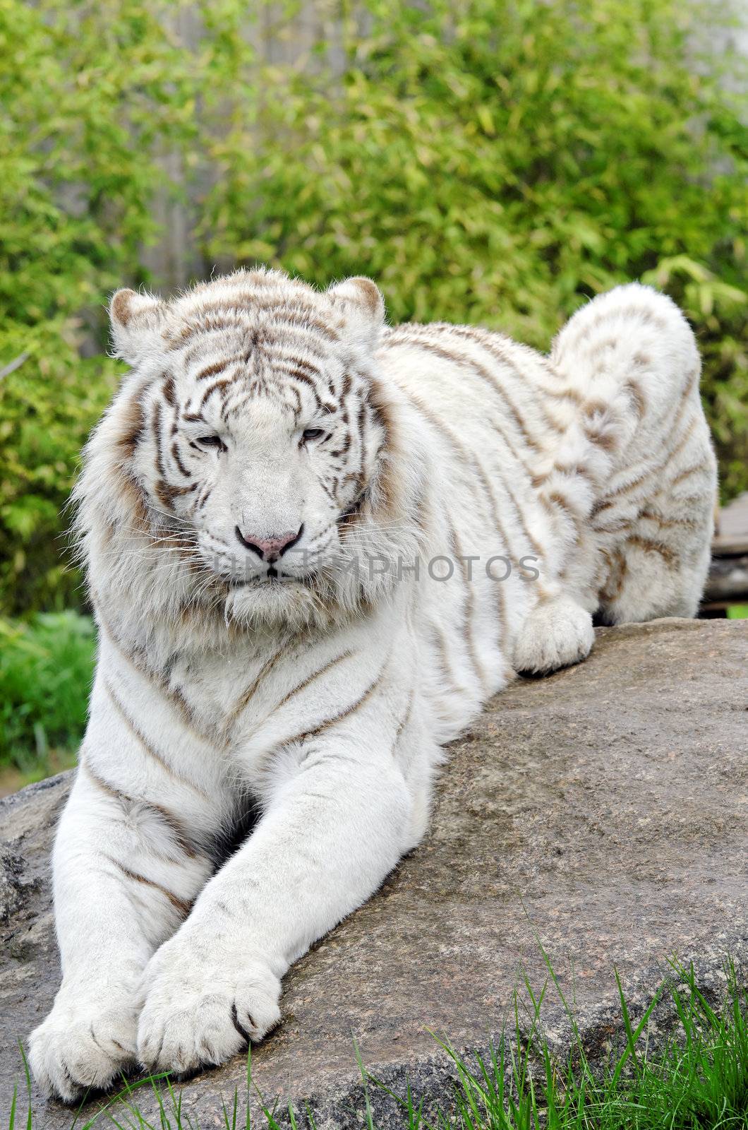 a white tiger in a zoo