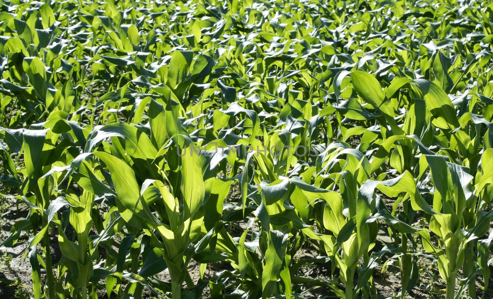 Corn fields growing up in mediterranean lands by lunamarina