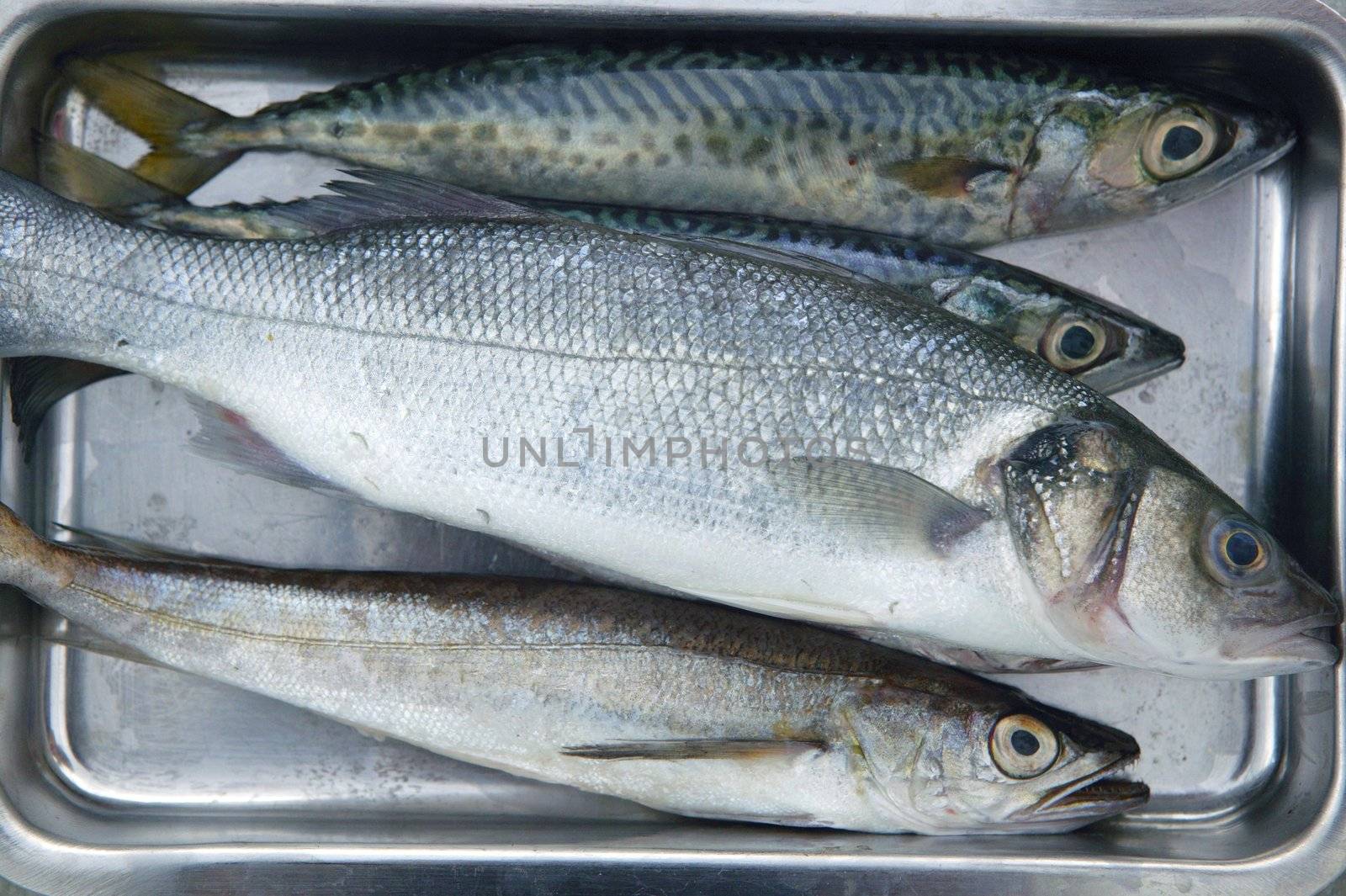 Sea bass, hake fish and mackerel fishes on stainless steel tray