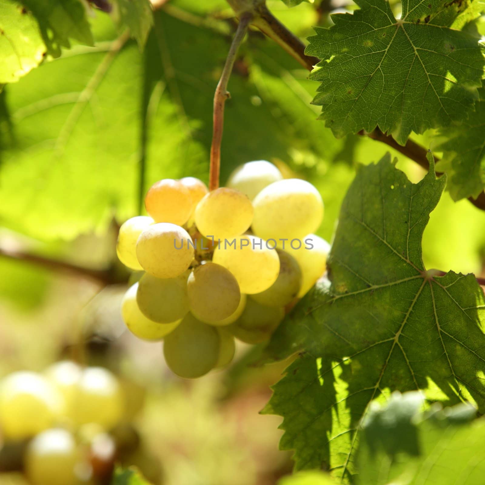 Vineyard in the morning, grape fields in mediterranean Spain