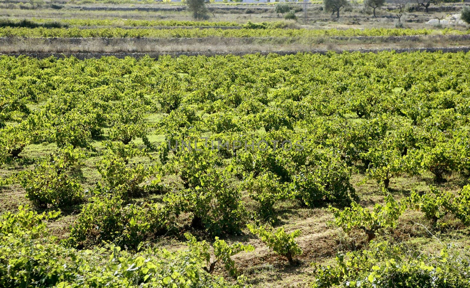 Vineyard, grape fields in mediterranean Spain by lunamarina