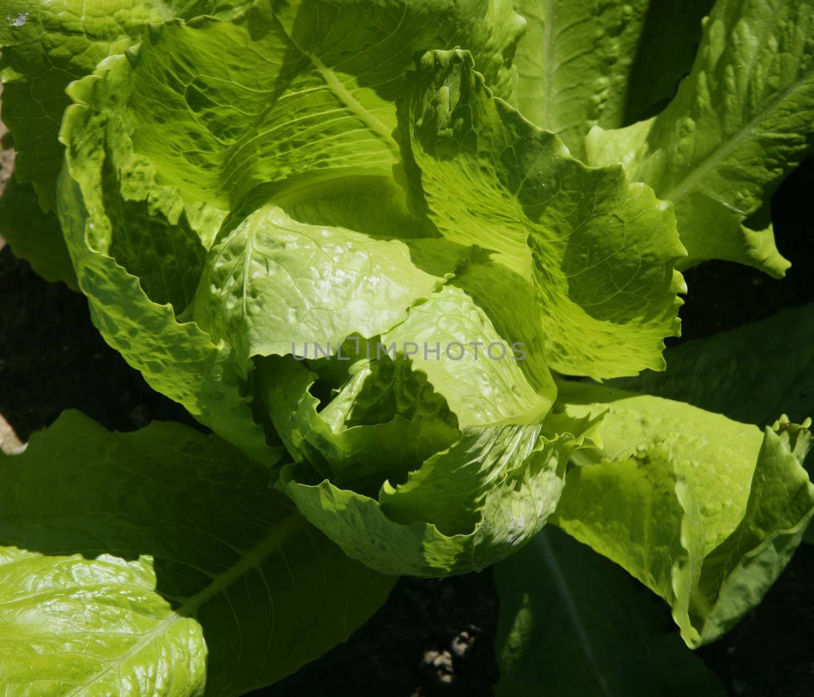 lettuce fields in green vivid color. Spain, Mediterranean lands