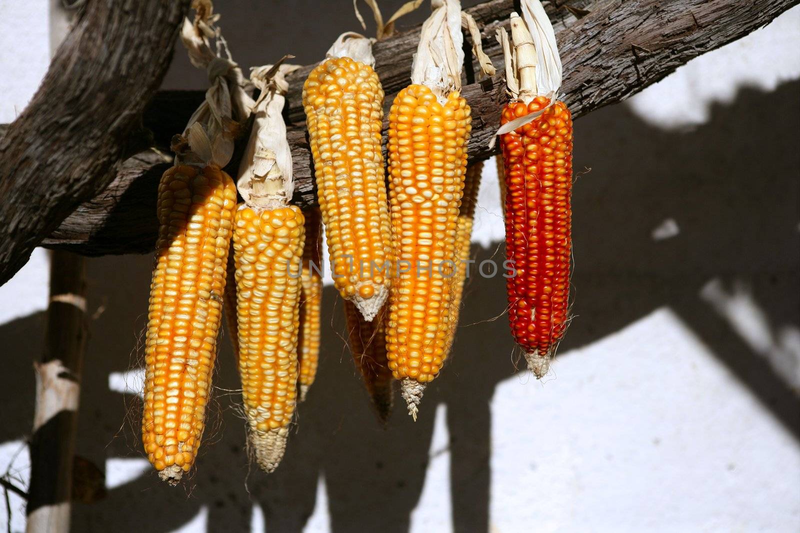 Dried vivid orange yellow corn cob on a sunny day