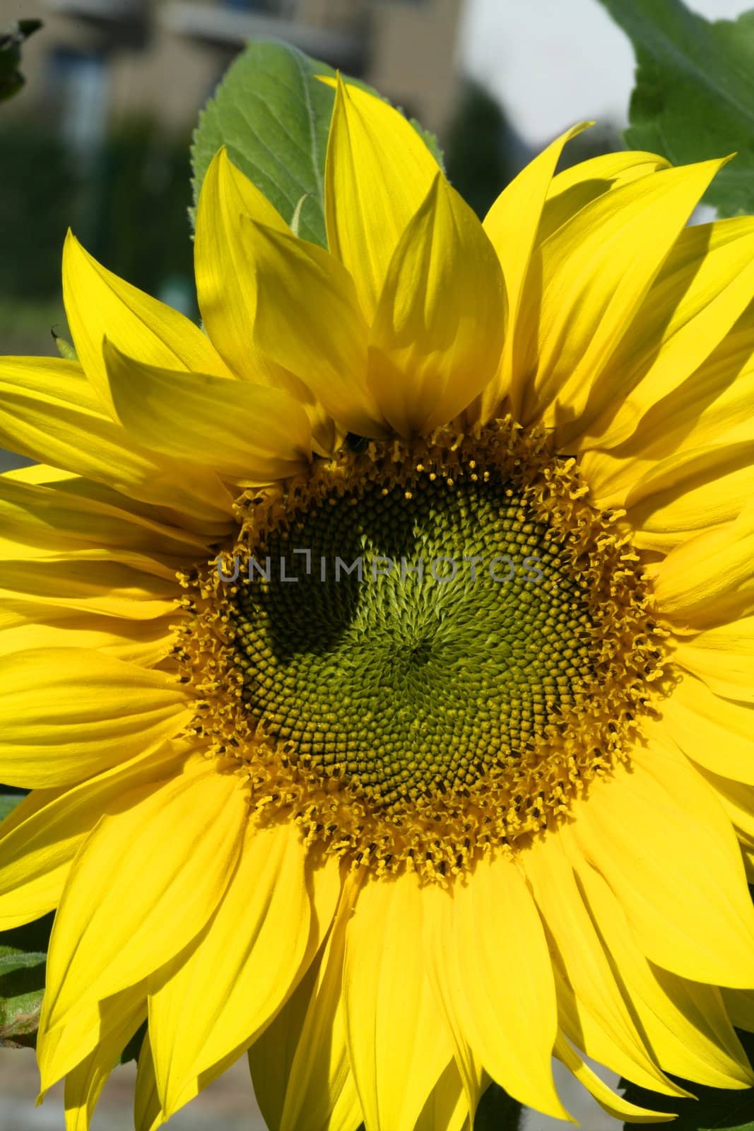 Yellow sunflowers on a sunny day by lunamarina