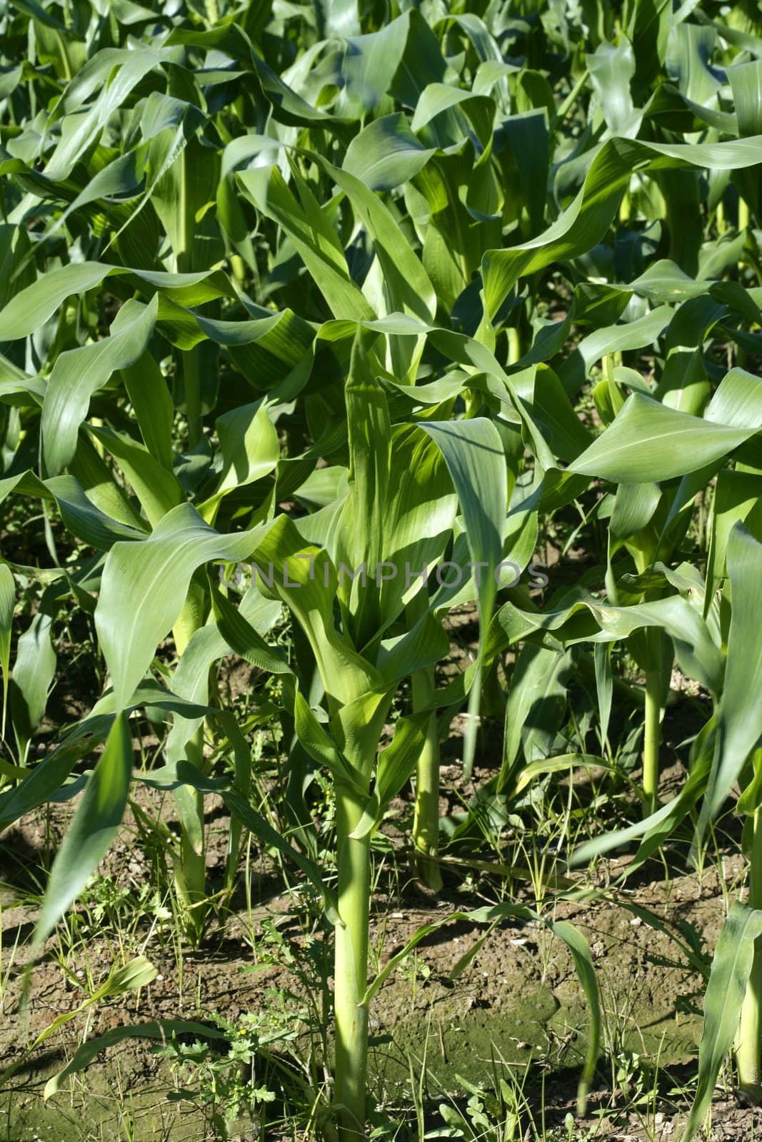 Corn fields growing up in mediterranean lands by lunamarina