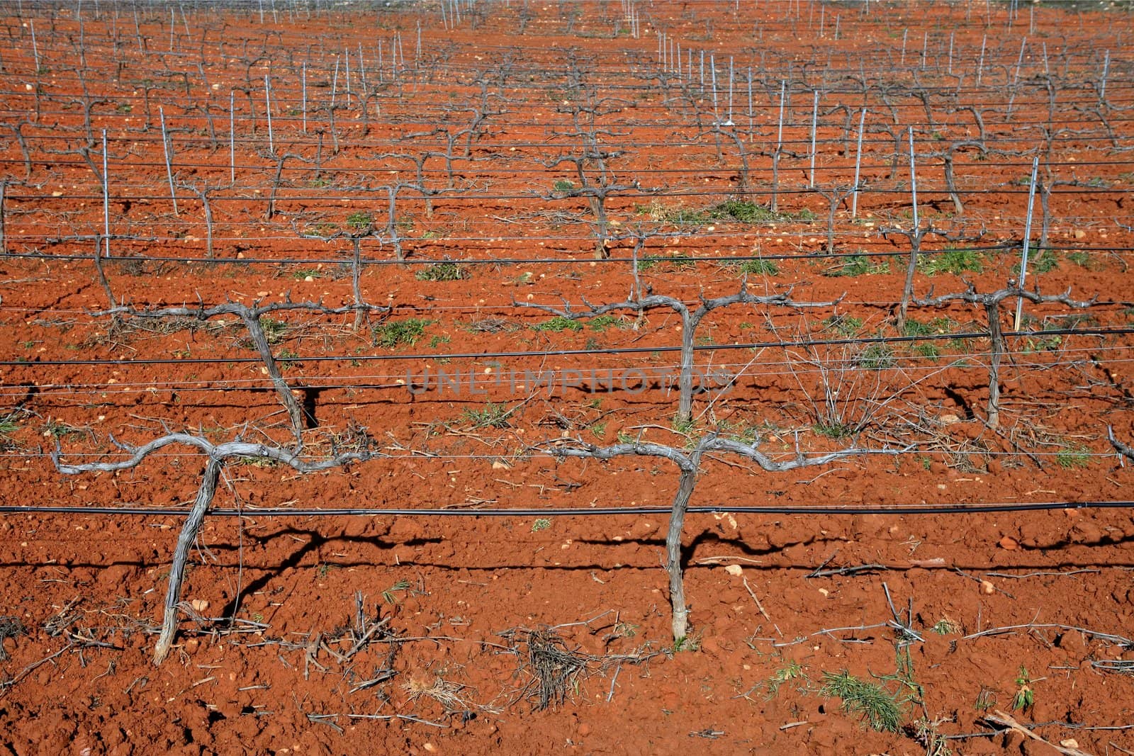 Rows of grapevines in vineyard by lunamarina