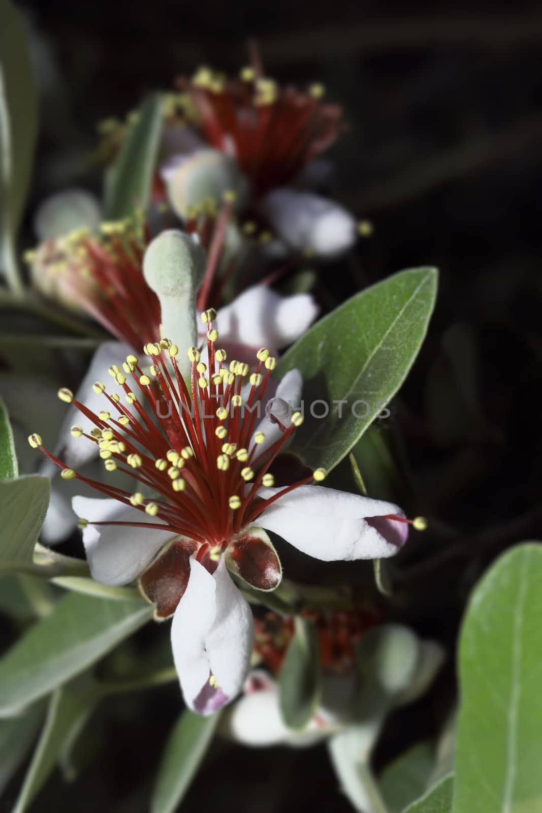 ITALY, Lazio, countryside, Pineapple Guava flowers (Feijoa)