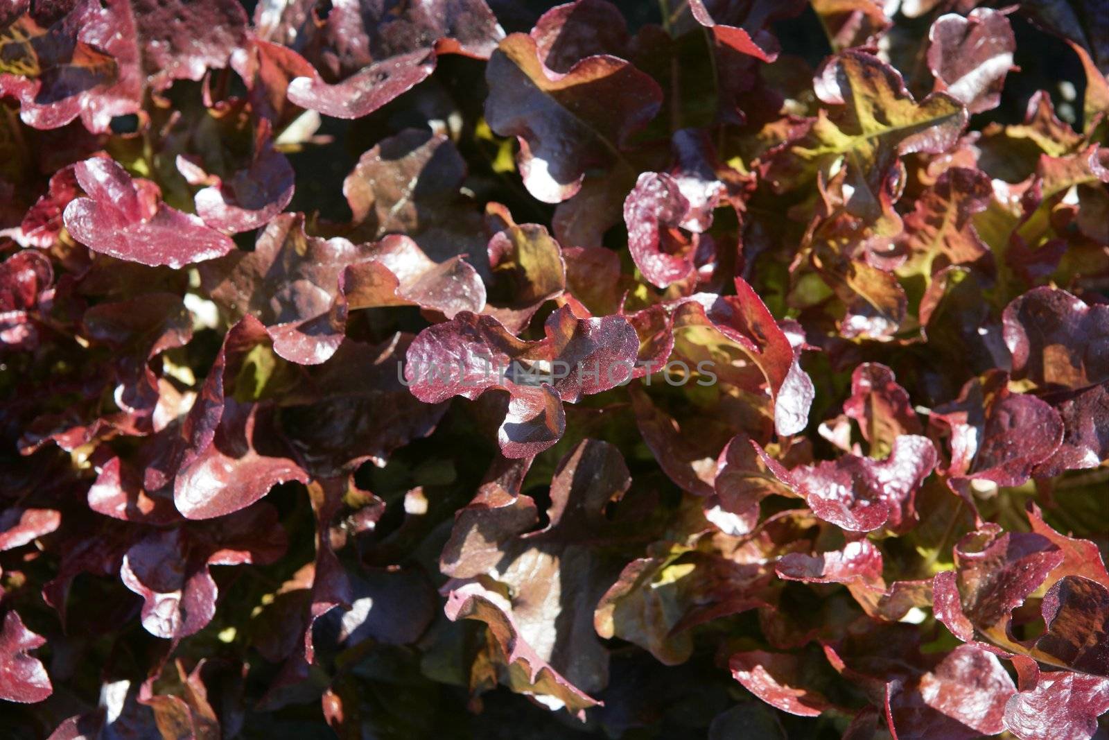 Red lettuce macro texture background crop, Spain, mediterranean field