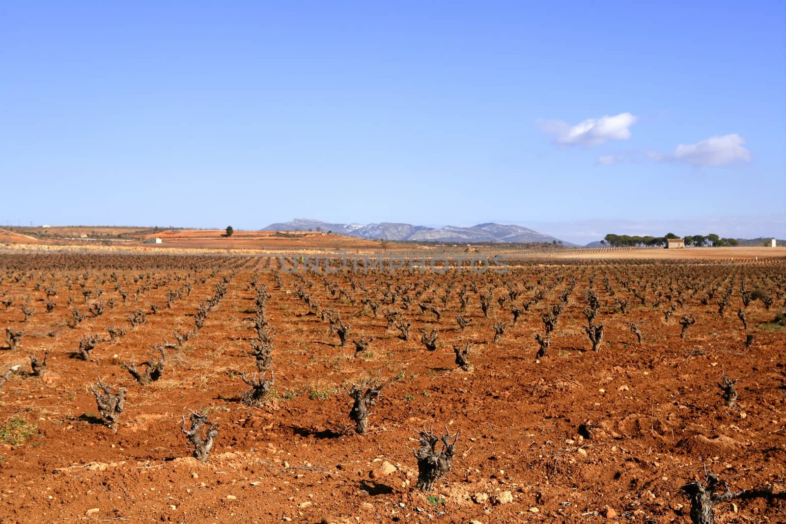 Rows of grapevines in vineyard by lunamarina