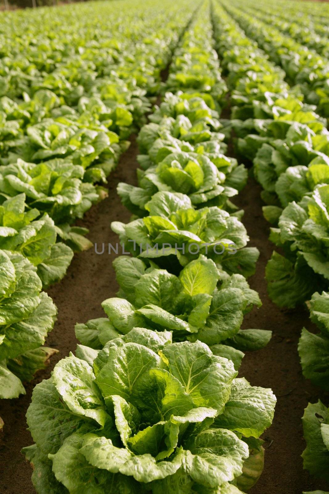 Cabbage fields in Spain, rows of vegetable food