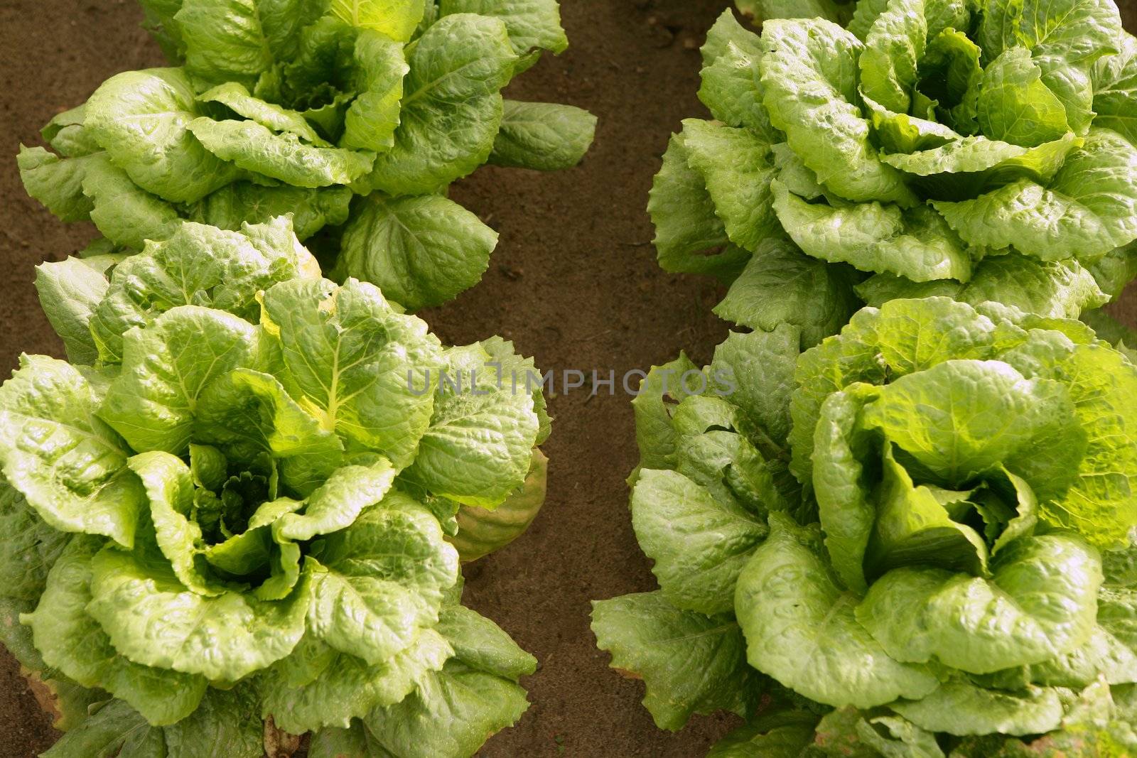 Cabbage fields in Spain, rows of vegetable food