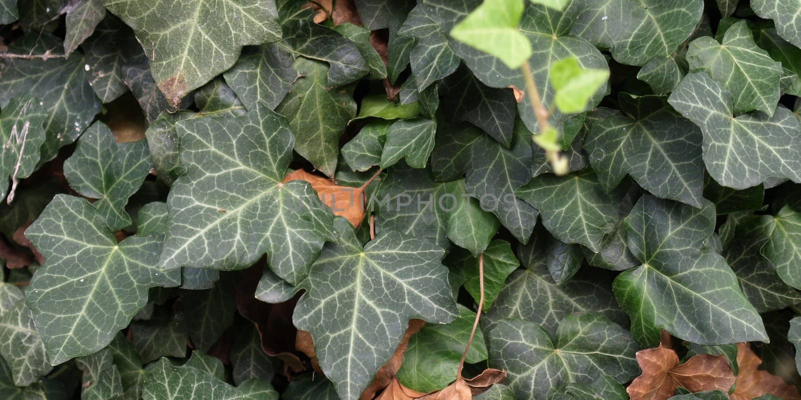 Green ivy leaves useful as a background