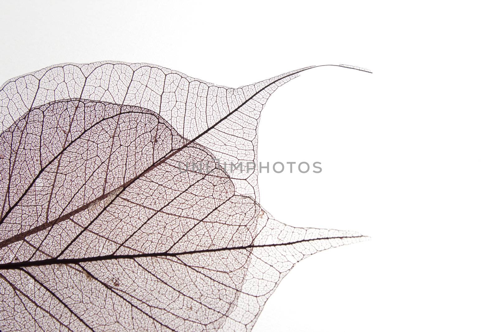 Dry leaf detail texture in front to light