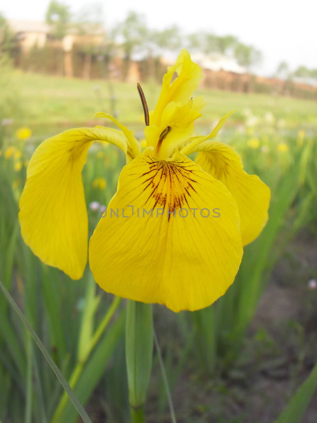 yellow iris flower