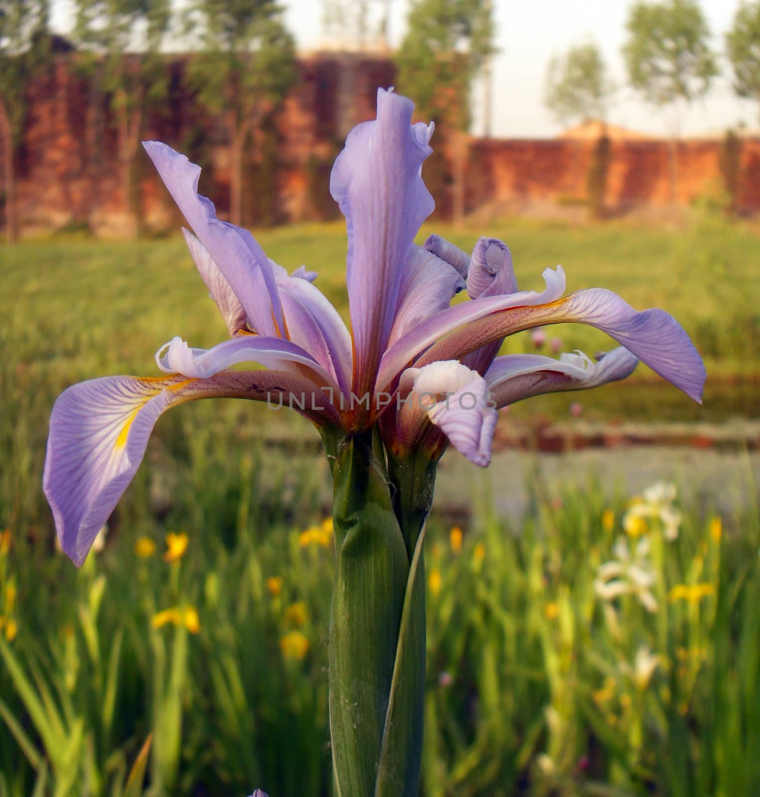purple iris  flower