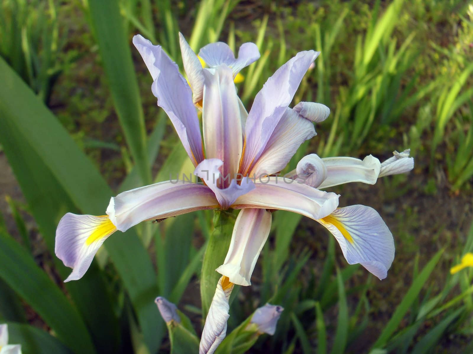 purple iris flower