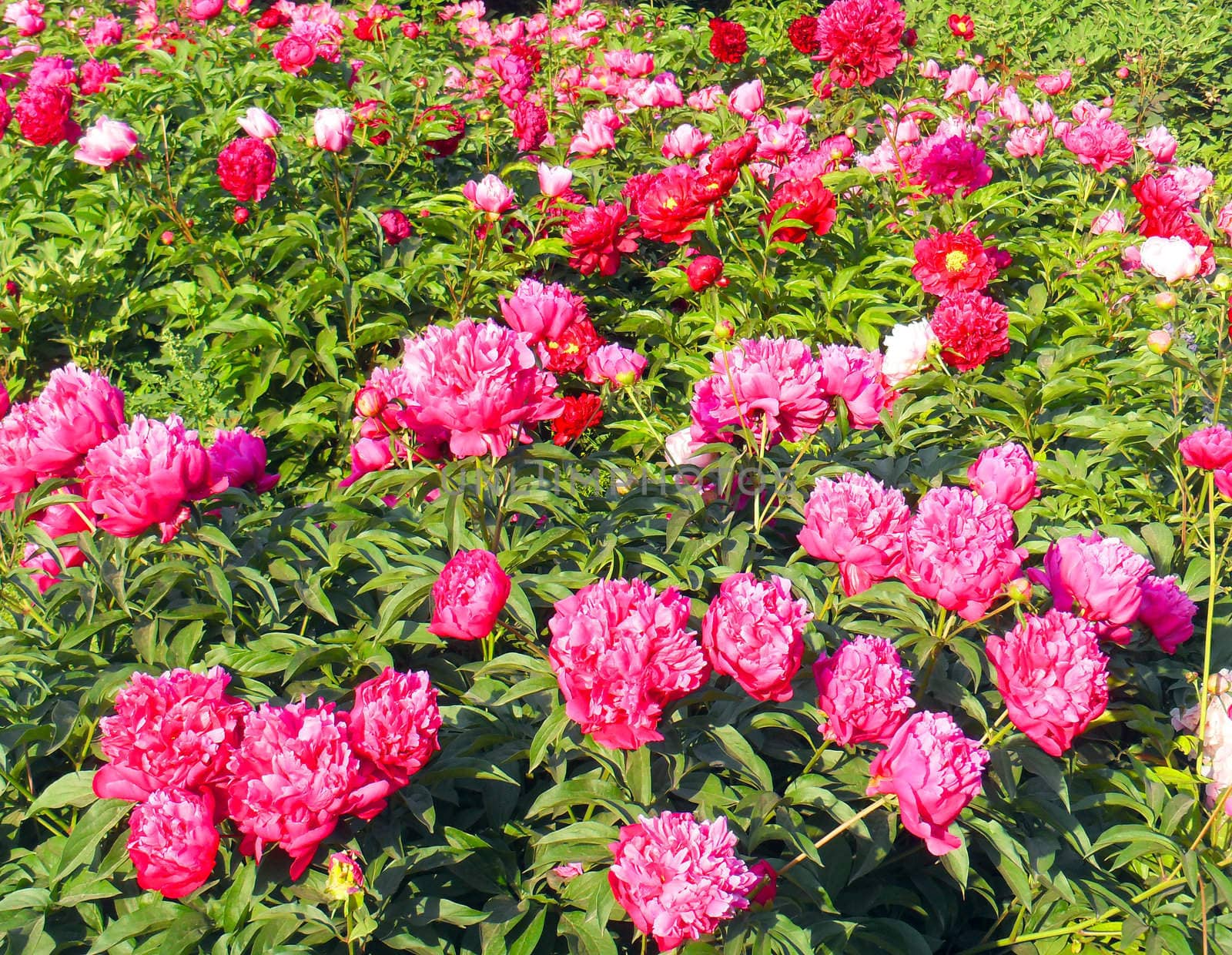 red peony flowers