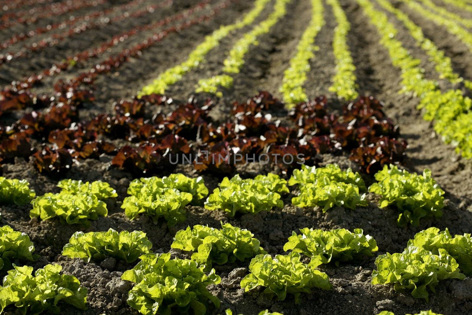 Red little baby lettuce, fields from spain by lunamarina