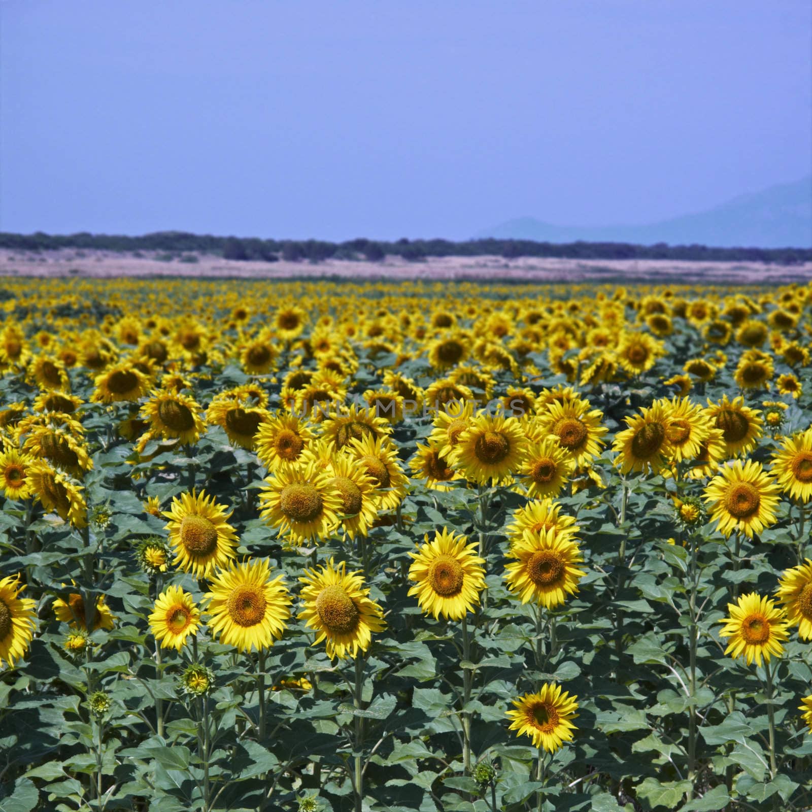 ITALY, Tuscany, Chiarone, countryside, sunflowers field