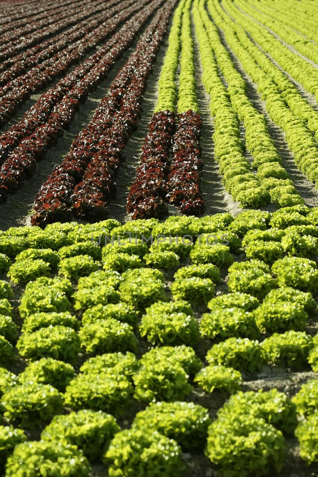 Red little baby lettuce, fields from spain by lunamarina