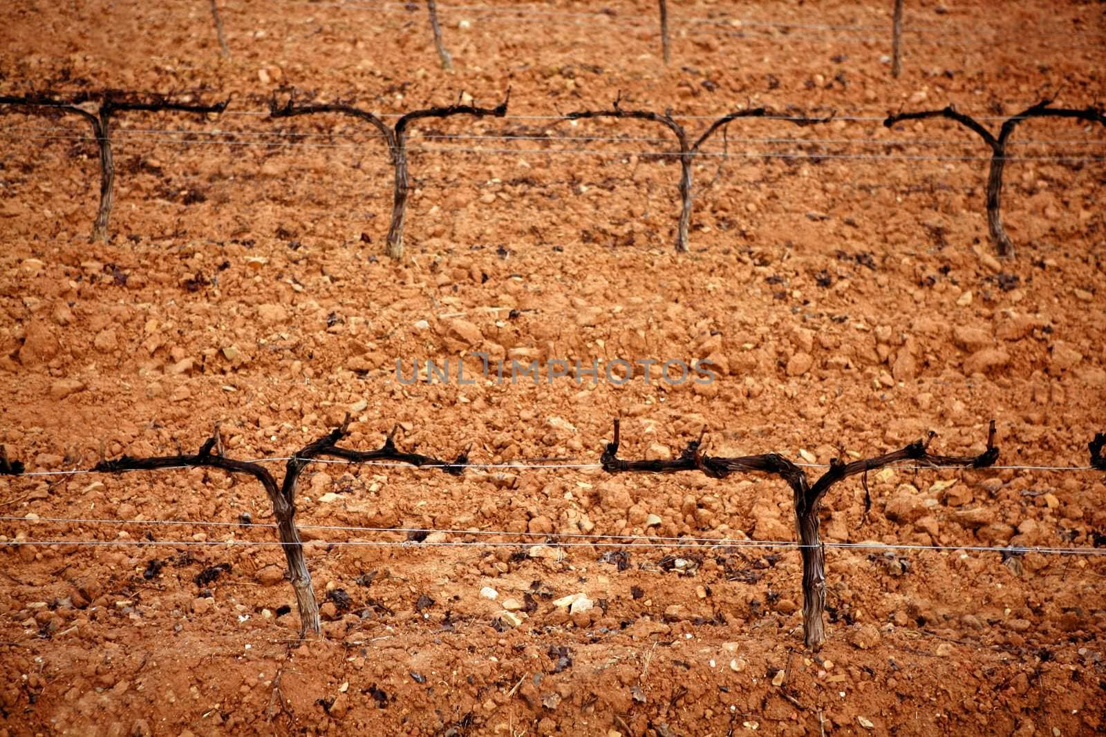 Grape vineyard outumn orange clay field, wine agriculture in a row