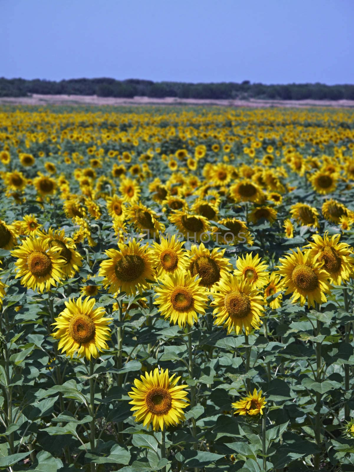 ITALY, Tuscany, Chiarone, countryside, sunflowers field