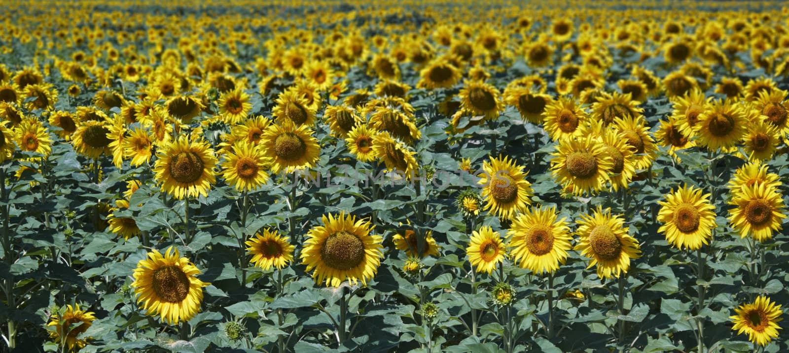 ITALY, Tuscany, Chiarone, countryside, sunflowers field
