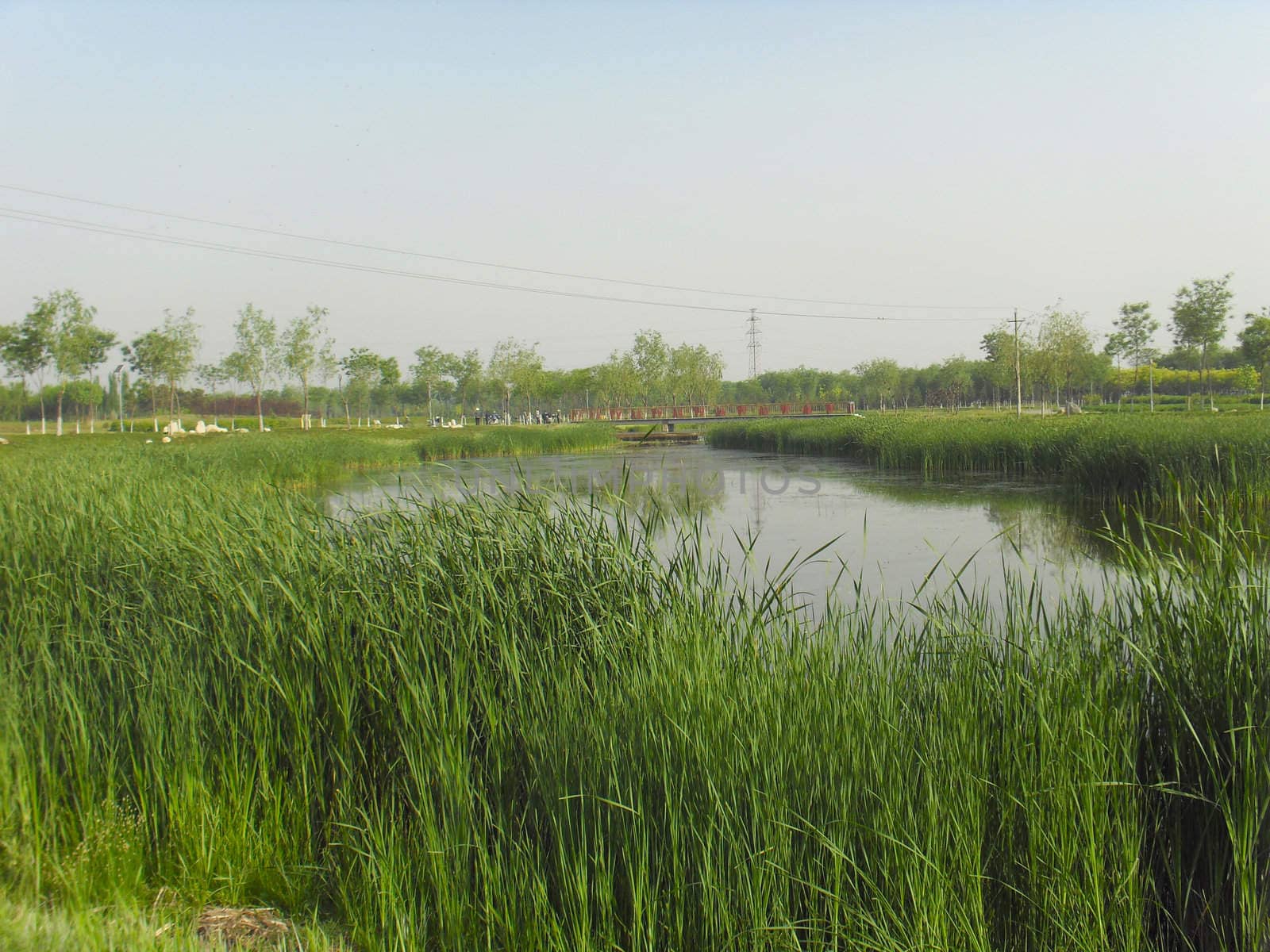The pond reed