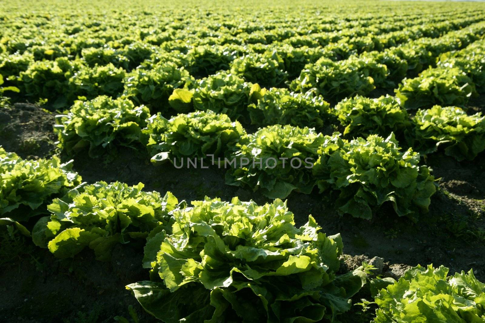 Lettuce field in Spain. Green plants lines perspective, food industry