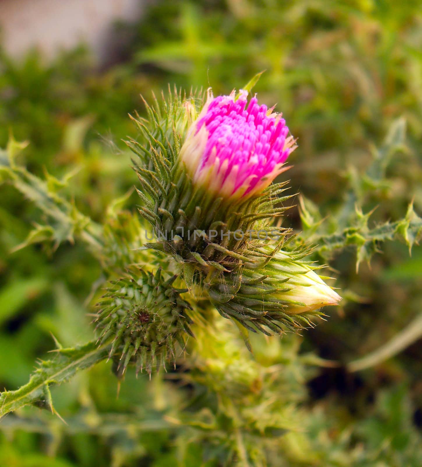 Milk thistle flower