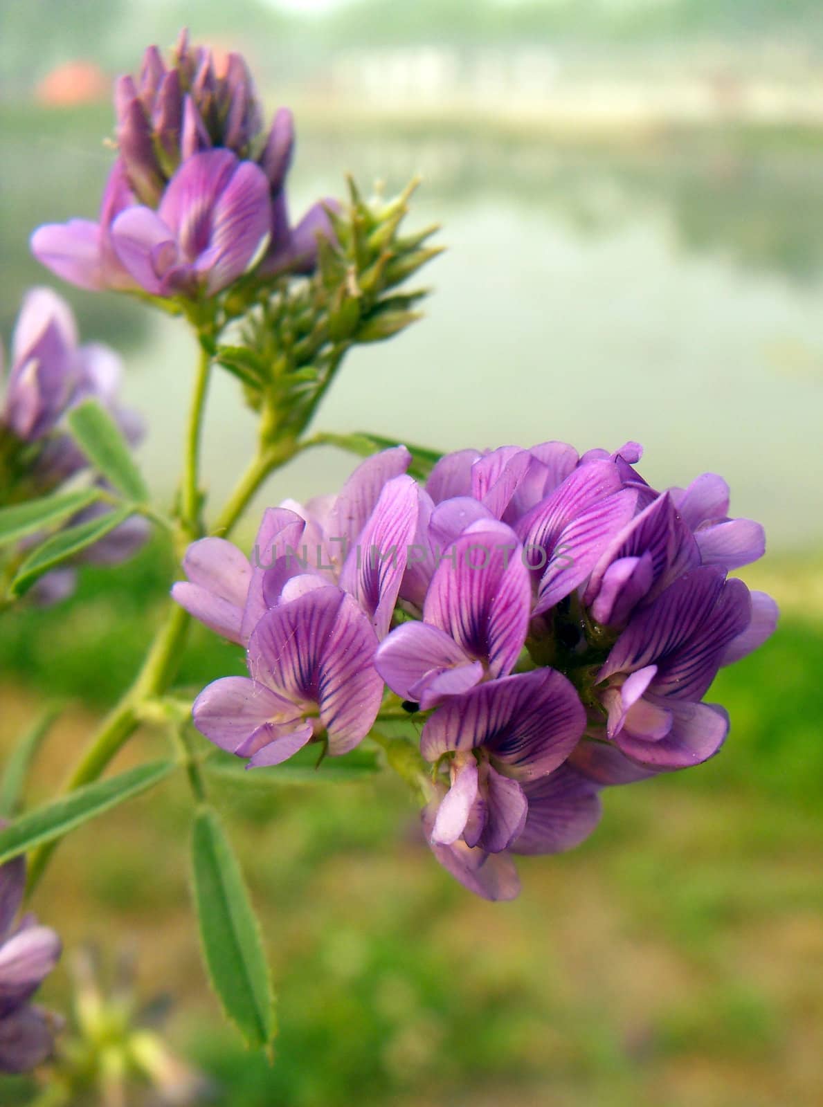 alfalfa