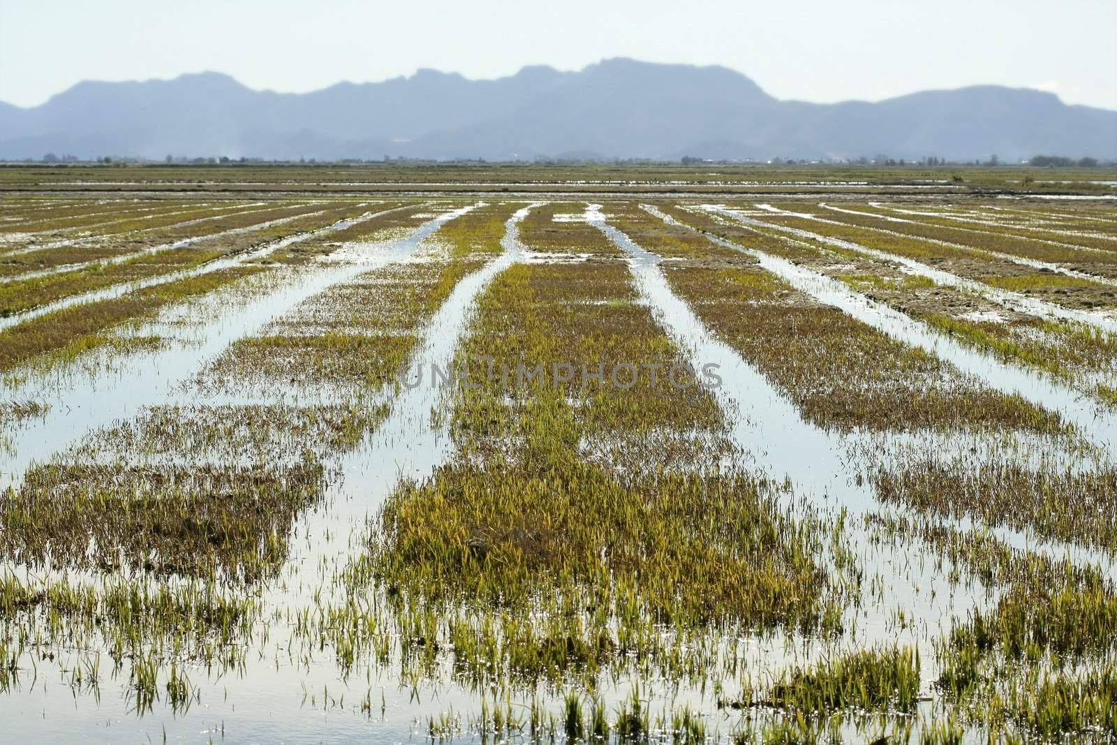 Growing rice fields in Spain. Sun water reflexion