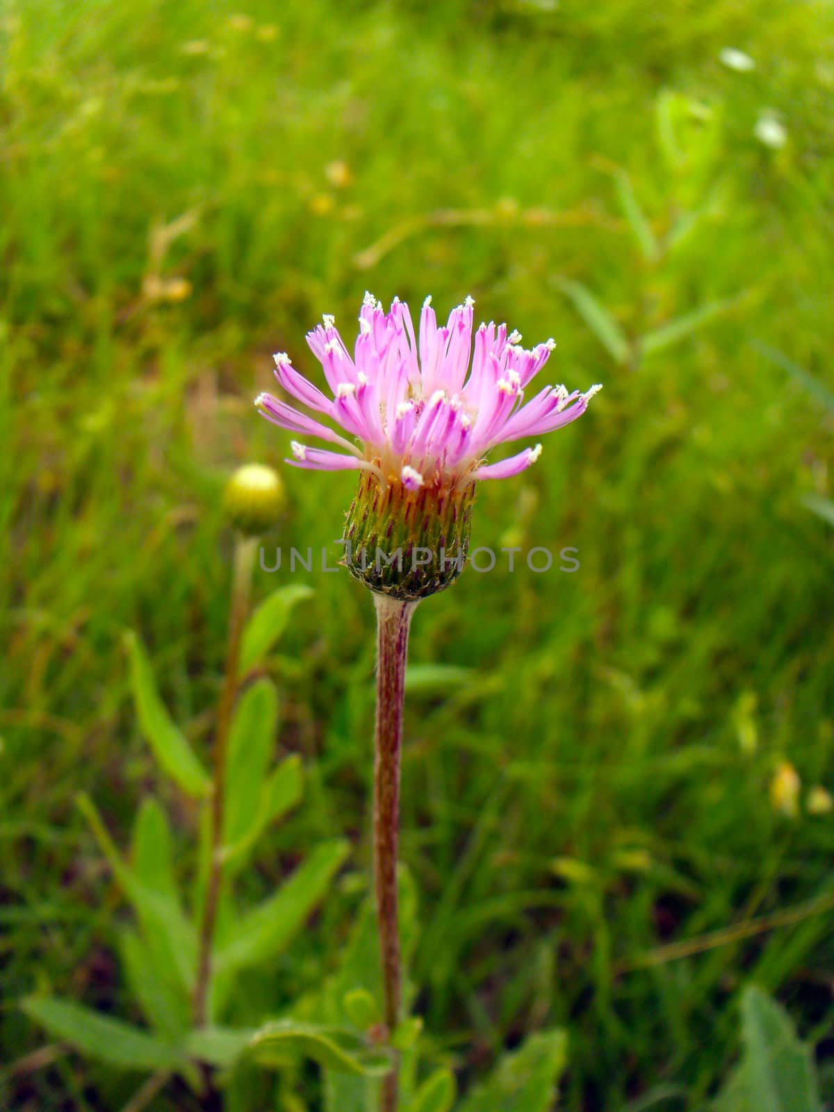 thistle