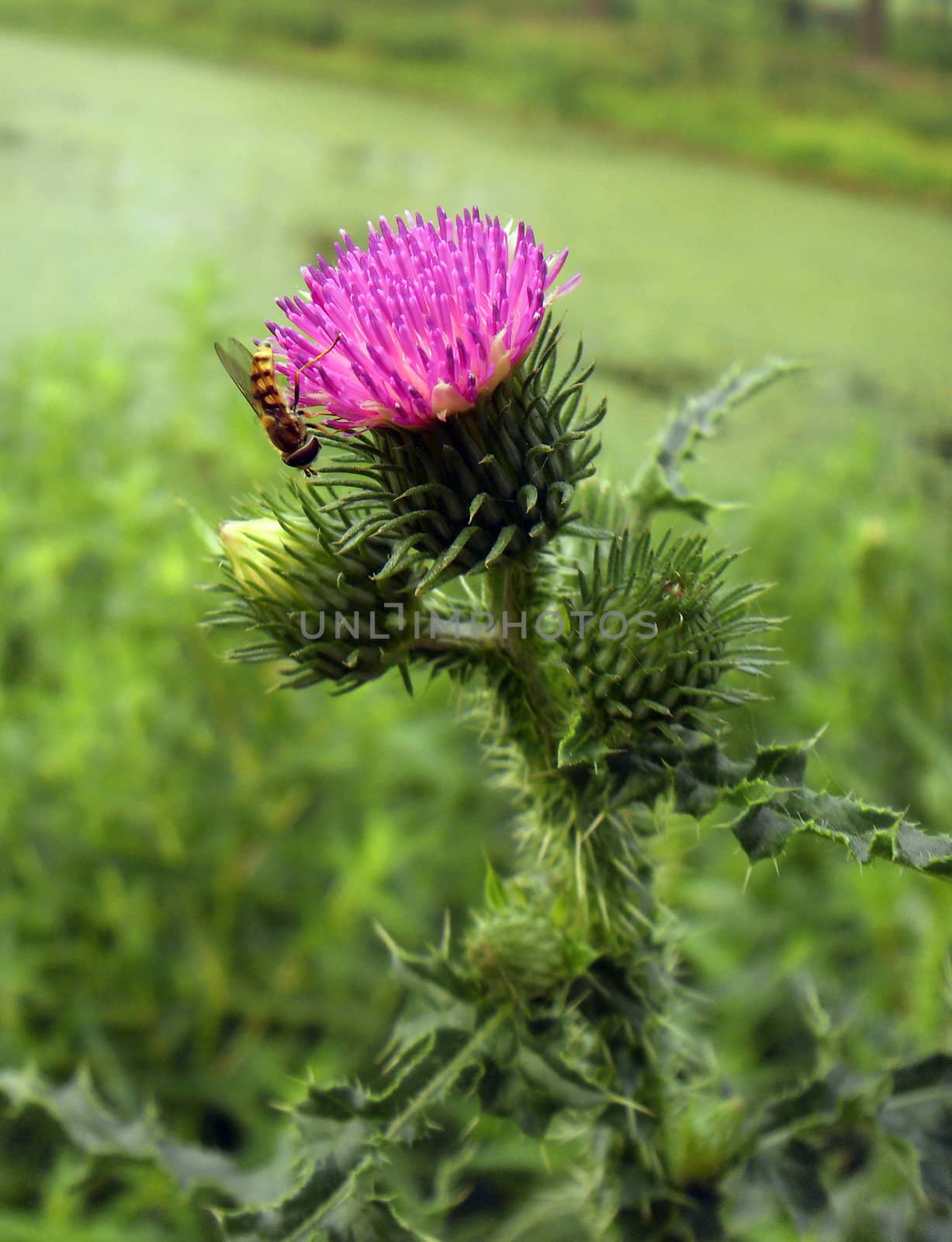Milk thistle flower