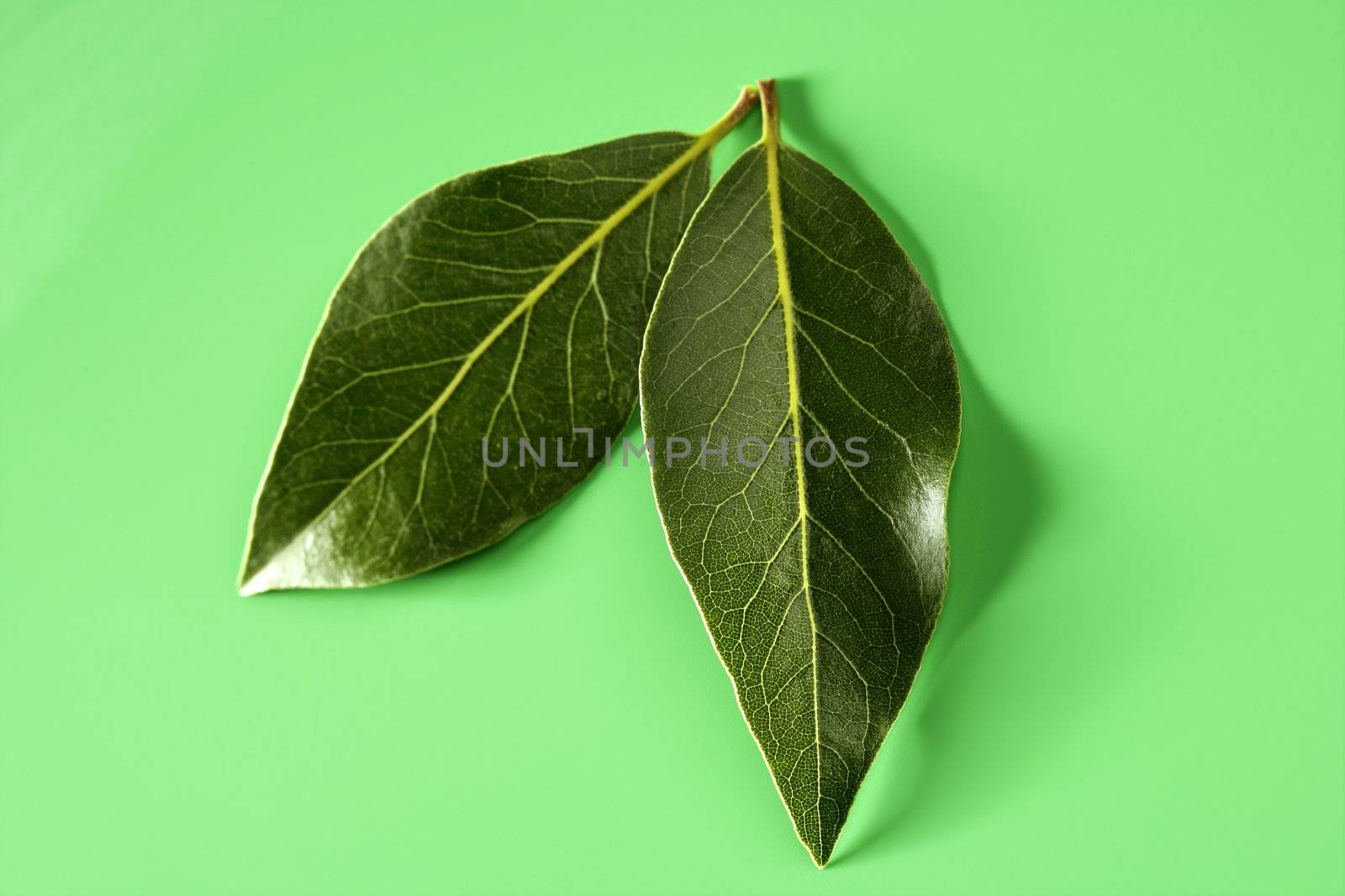 Shiny laurel leaves at green studio background