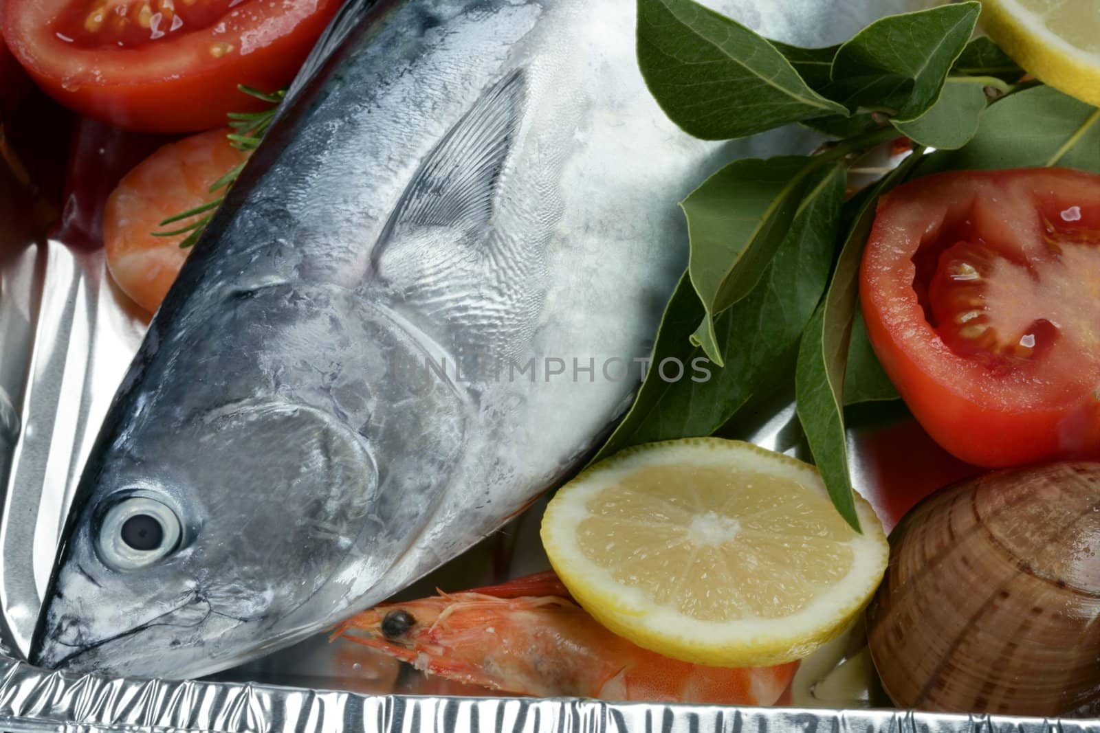 little tunny, tuna, alby, albacore, silver color. by lunamarina